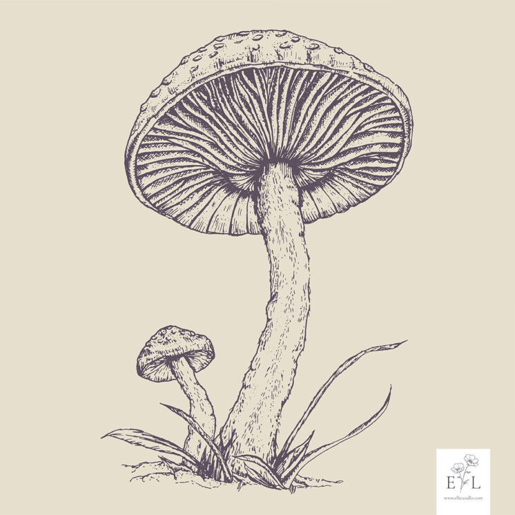 Fine line botanic illustration mushroom due. Purple on cream