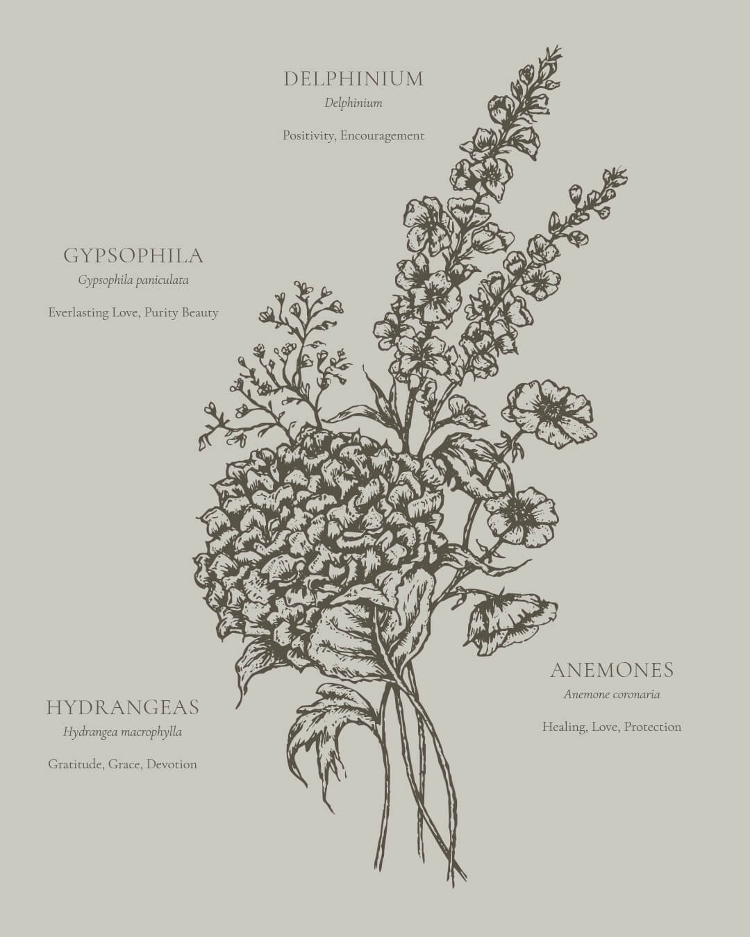 Vintage fine line floriography language of flowers, Hydrangea, Anemone, Delphinium, Gypsophila