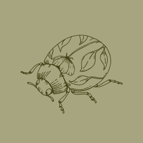 Botanical brand illustrations created for Hannah Shearman’s new visual identity