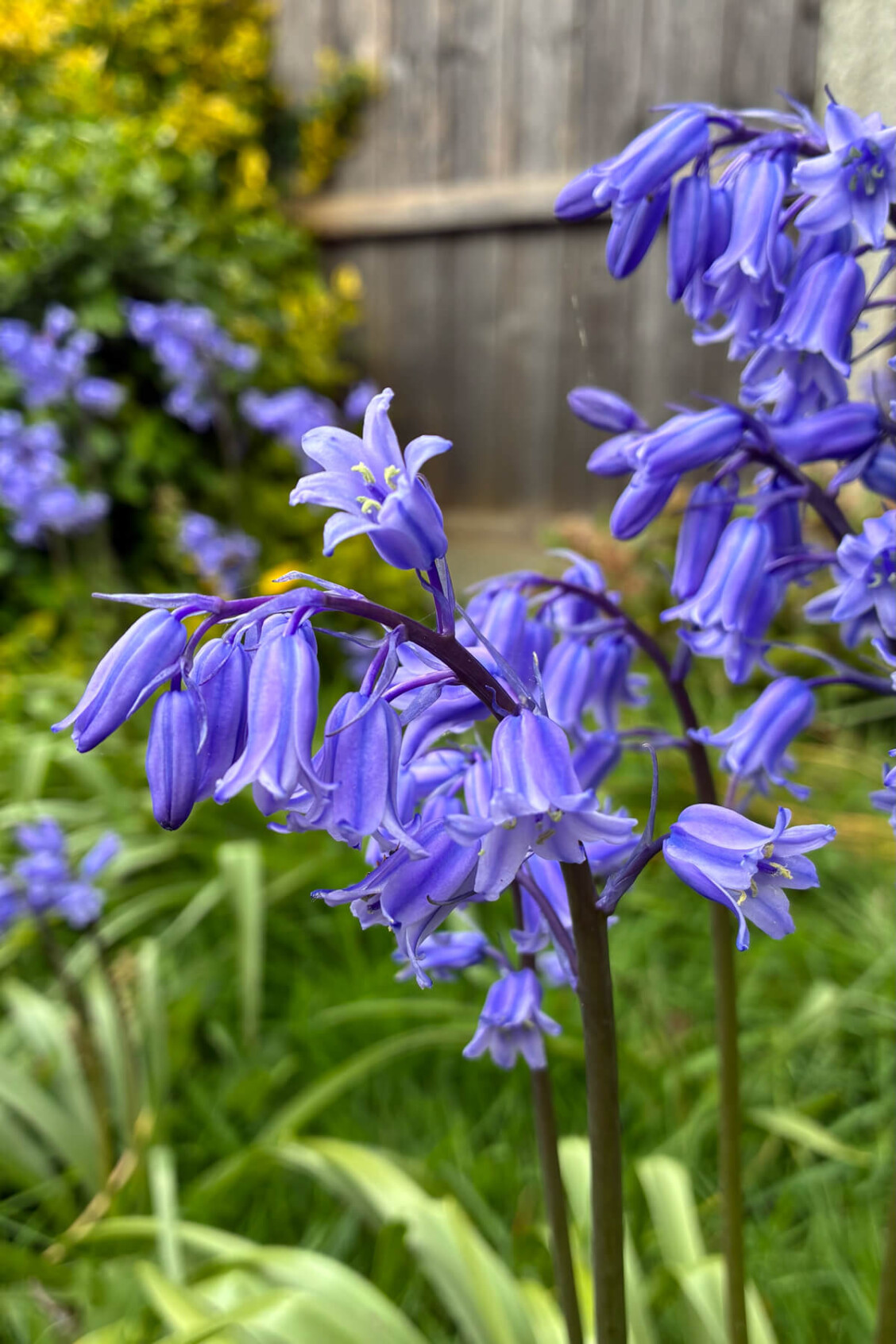 Hybrid bluebell showing traits of both British and Spanish varieties, growing in a garden setting