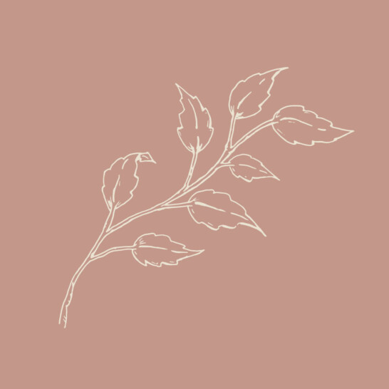 Botanical brand illustrations created for Hannah Shearman’s new visual identity