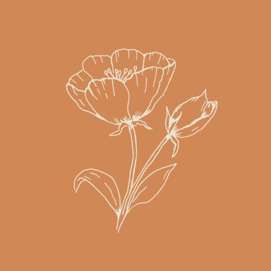 Botanical brand illustrations created for Hannah Shearman’s new visual identity
