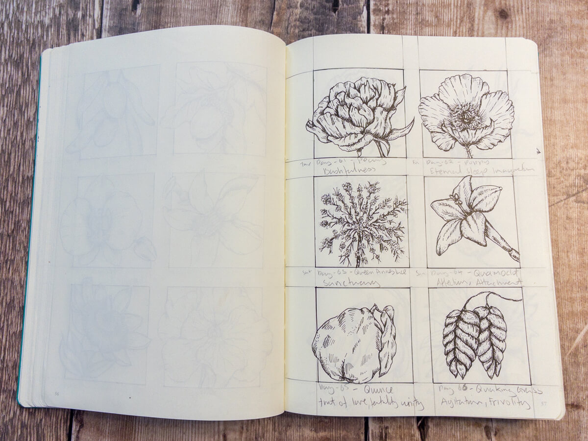 Peony illustration in ink, expressing bashfulness.