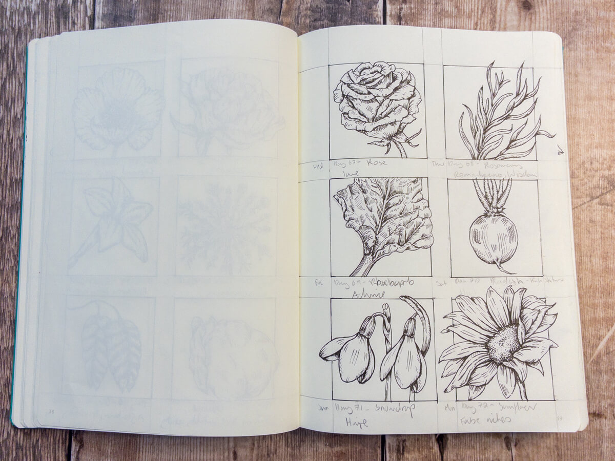 Rose drawing in full bloom, for love.
