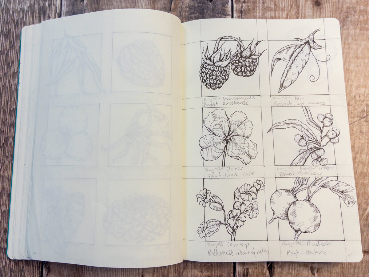 Wild Strawberry sketch, representing perfect excellence