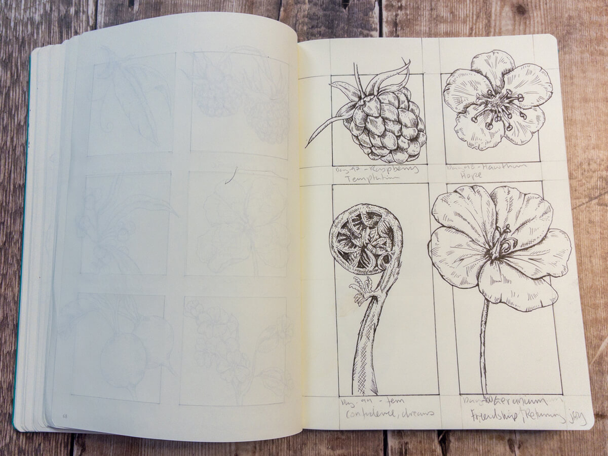 Geranium ink drawing, meaning friendship and returning joy.