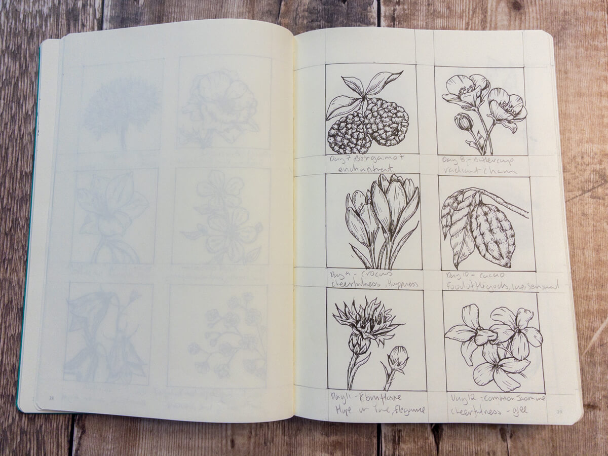 Botanical illustration of Cornflower, symbolising hope and elegance.