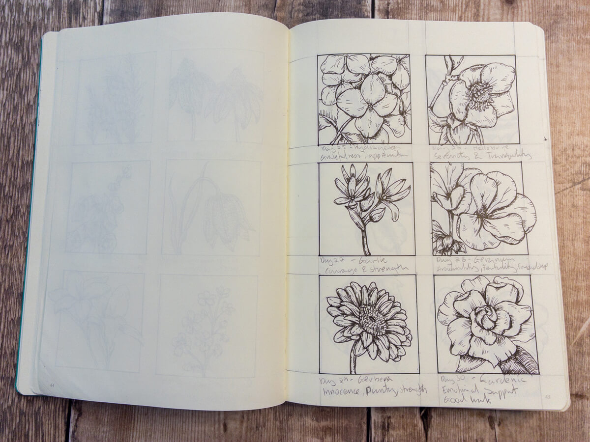 Hydrangea bloom in pen detail, for gracefulness and appreciation.