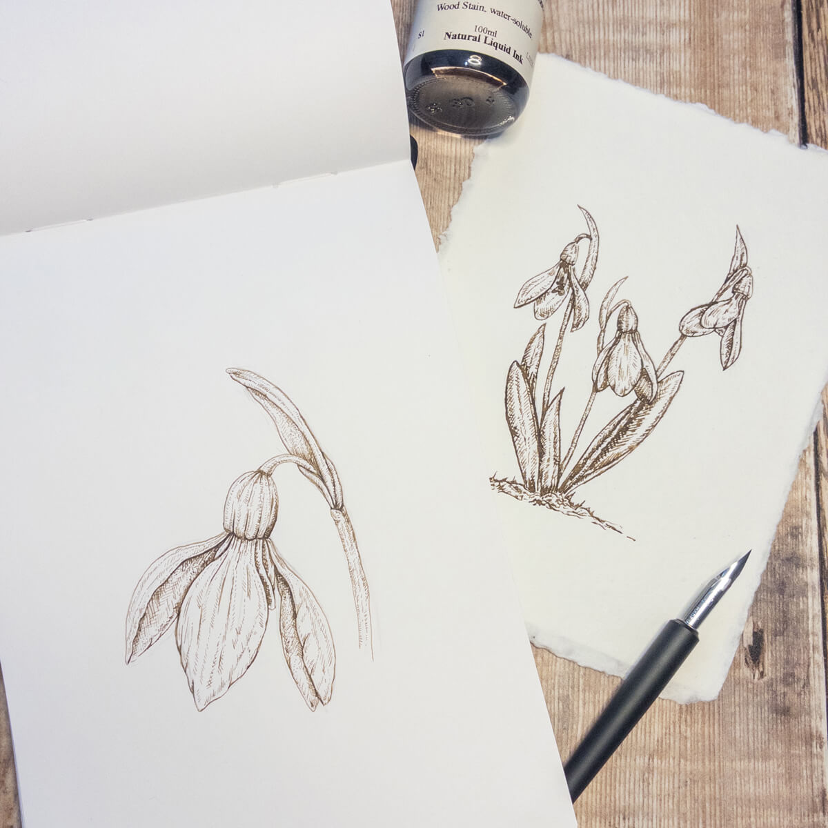 Dip pen and ink fine line drawing for snowdrop on handmade paper and in sketchbook