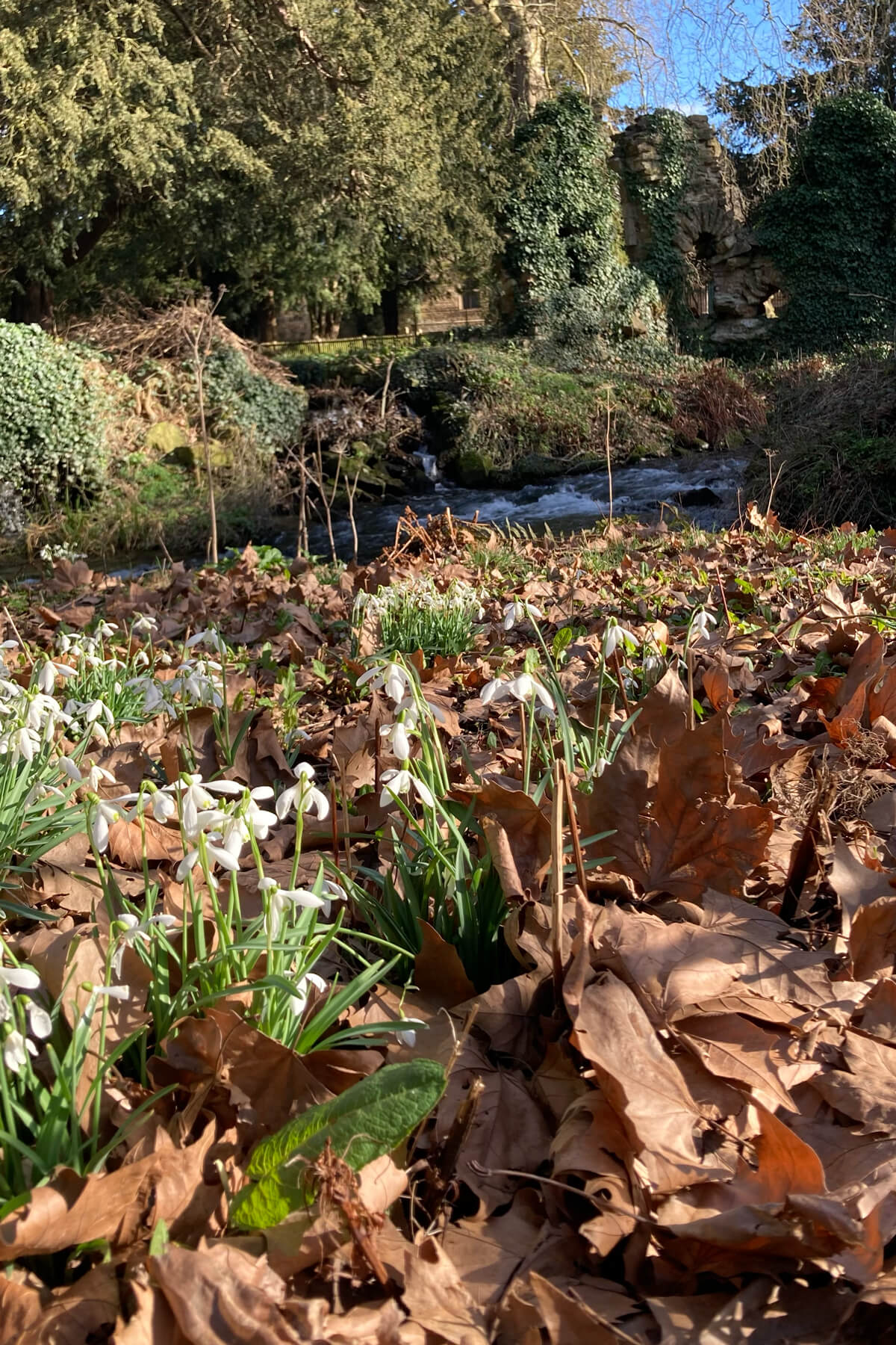 Carpet of snowdrops at Belton House national trust. When do Snowdrop Flowers Bloom?