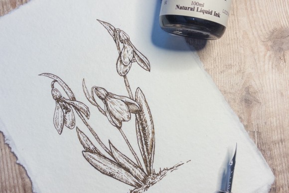 Dip pen and ink fine line drawing for snowdrop on handmade paper.