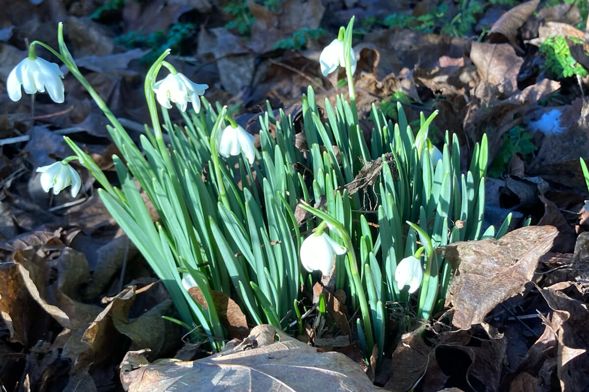 Snowdrops in the wild, symbols of hope