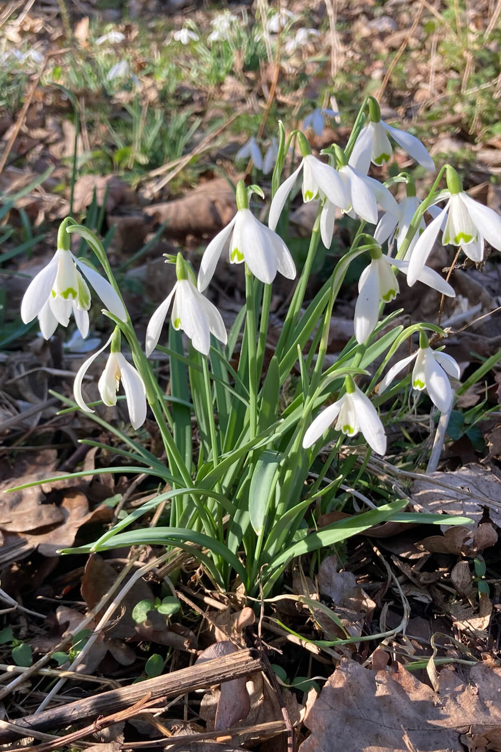 Snowdrops in the wild, symbols of hope. When do Snowdrop Flowers Bloom?