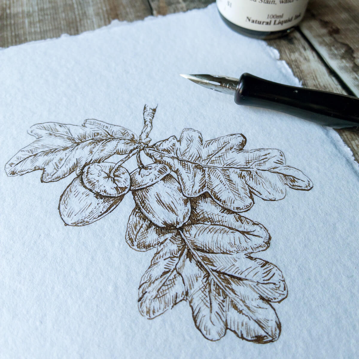 Acorn and leaf, hand drawn with natural pigment ink on handmade paper