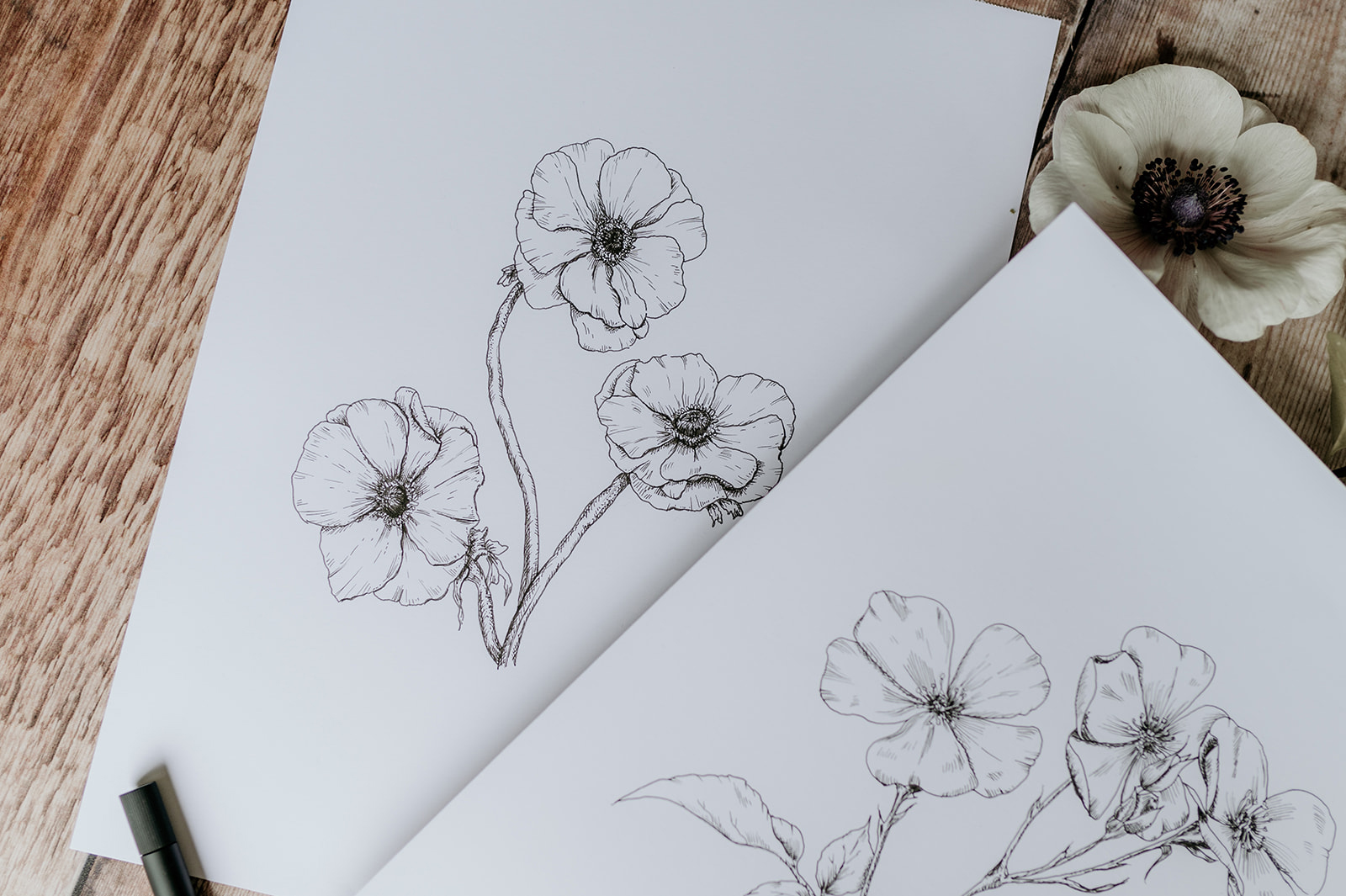 Anemone illustration in fine line