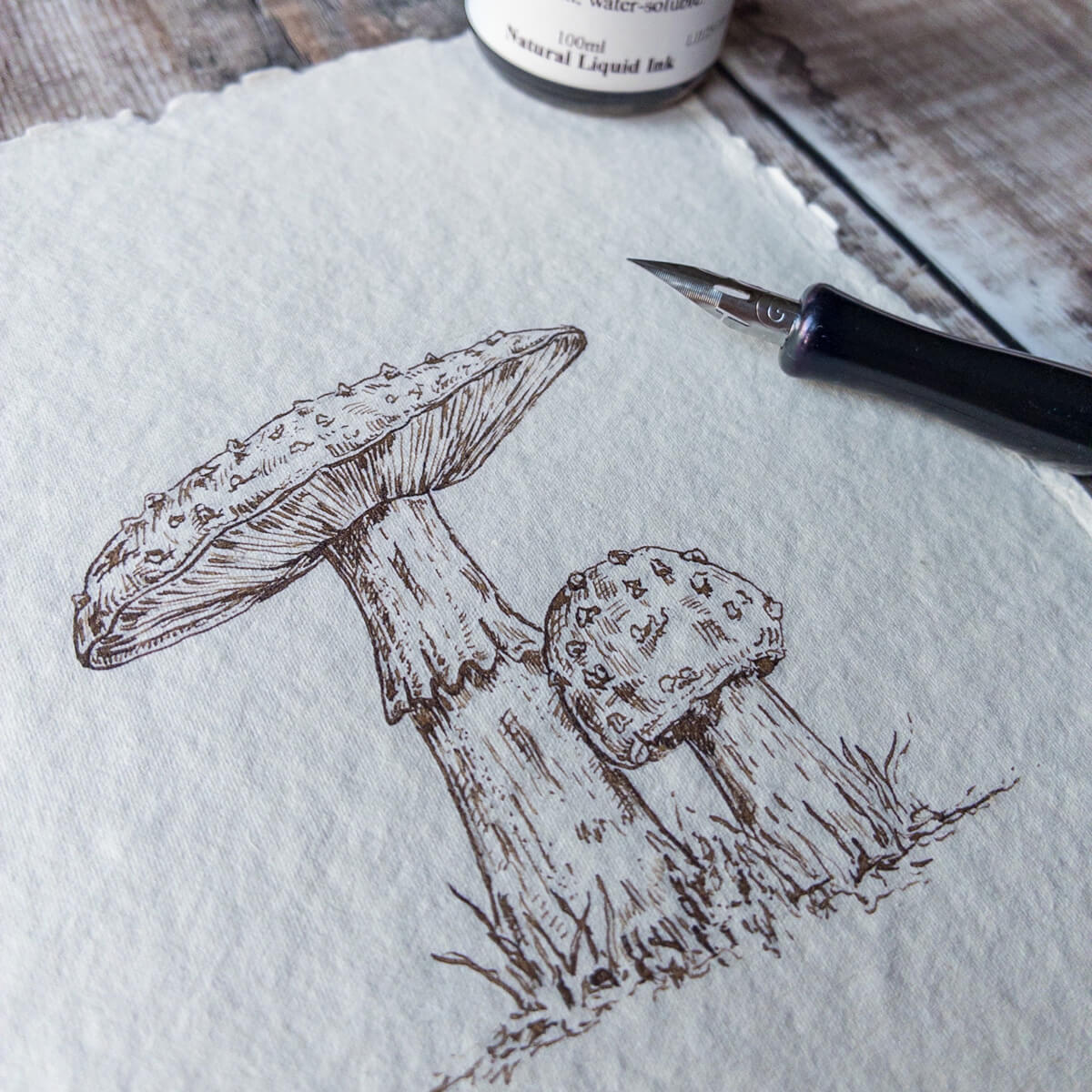 Toadstool, mushroom fine line illustration in natural pigment ink hand drawn on handmade paper