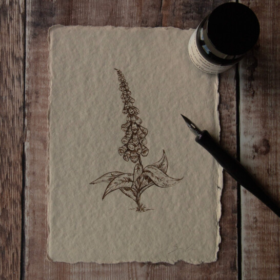 Original Foxglove hand-drawn illustration created with hand dip pen, natural pigment walnut ink and British handmade paper