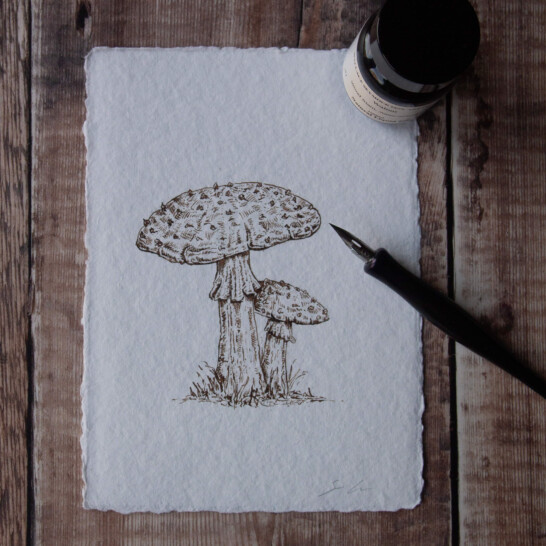 Original Toadstool hand-drawn illustration created with hand dip pen, natural pigment walnut ink and British handmade paper