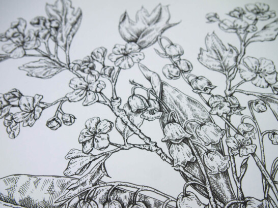Original fine line drawing by Simone Carr for Ellie and Liv. Lily of the Valley and Hawthorn