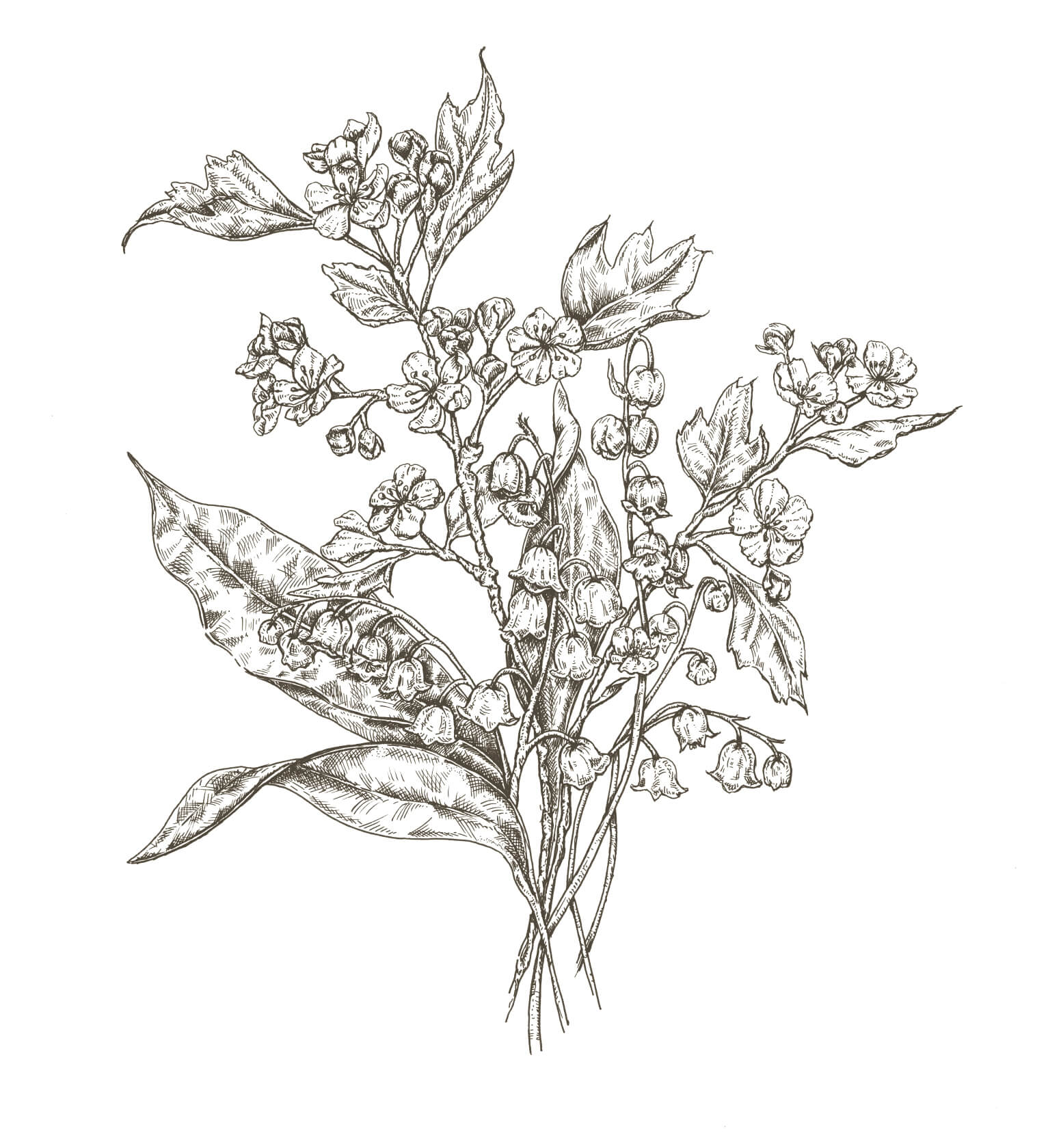 Hand-drawn fine line illustration of May Birth Flower bouquet of Lily of the Valley and Hawthorn