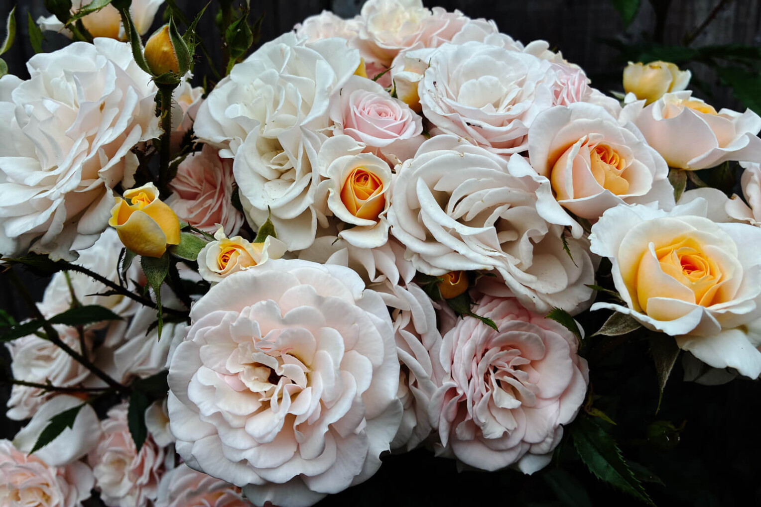 Cream Abundance rose in bloom by J. Parker