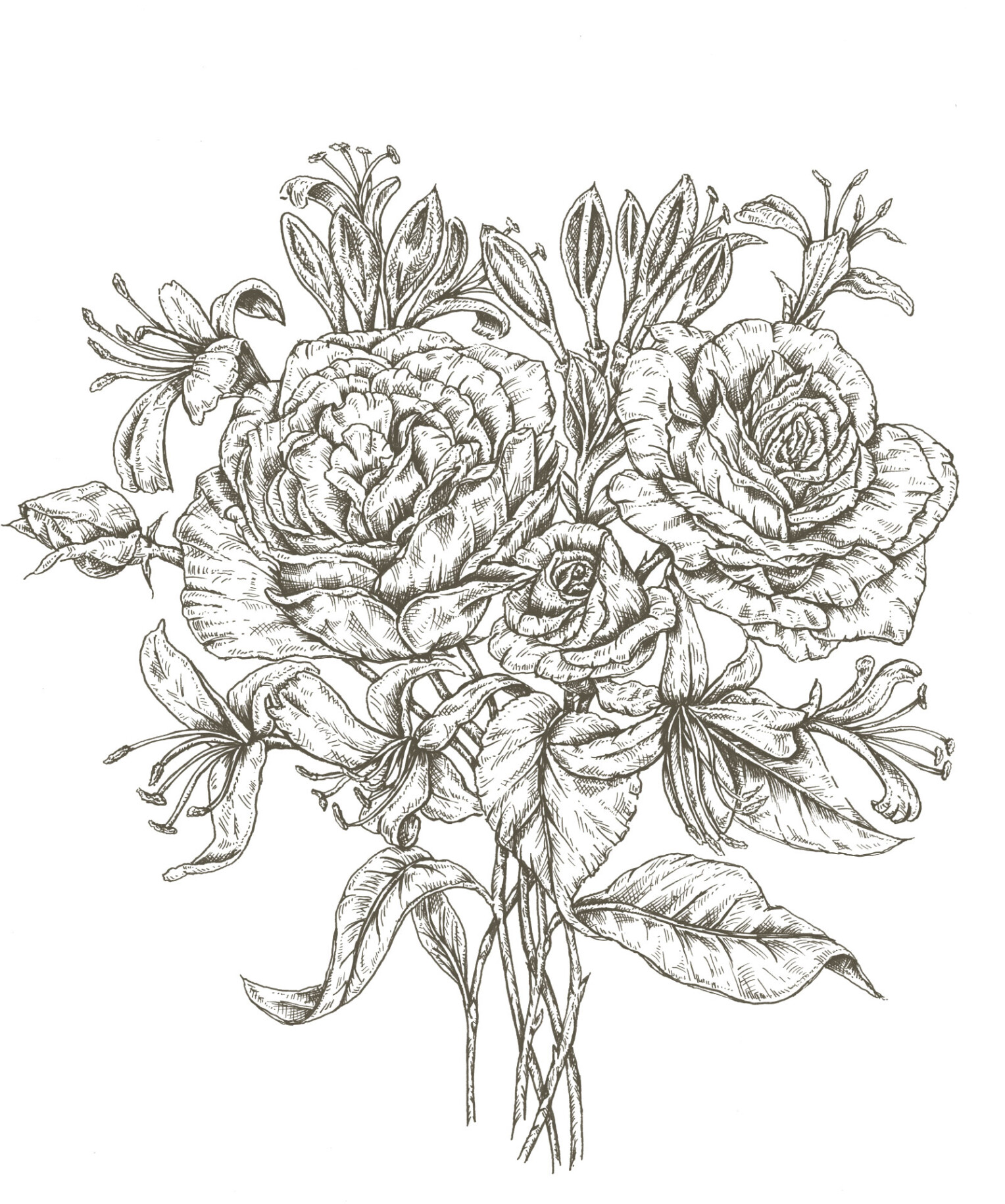 Fine line botanical illustration of rose and honeysuckle, June birth flowers, hand drawn ink artwork by Ellie and Liv
